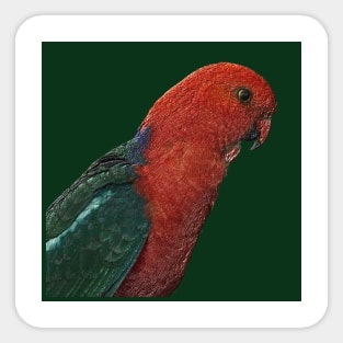 Lorikeet, Australia. Sticker